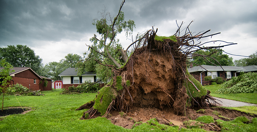 Tree uprooted in front lawn.